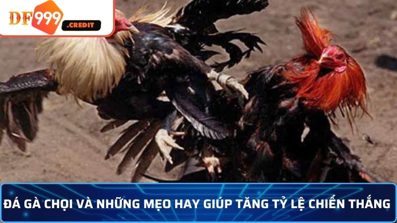 Bí quyết chọn giống gà chiến chất lượng cho đá gà chọi