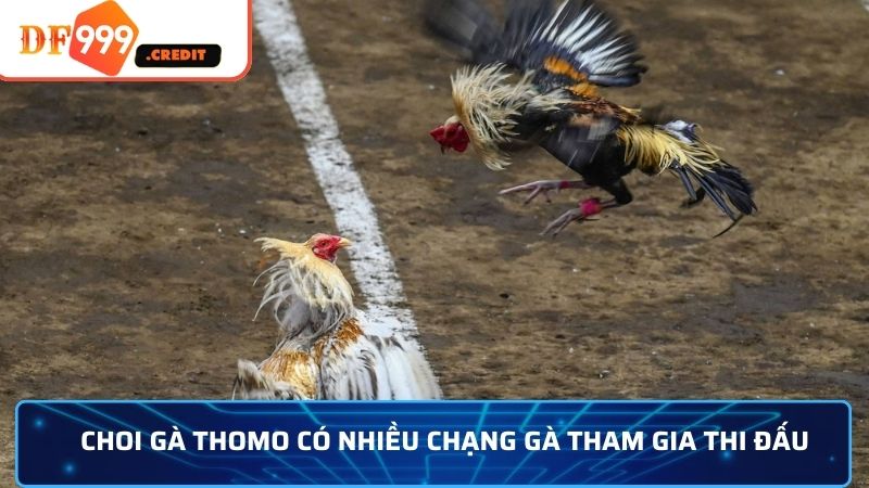 Đá gà Thomo có nhiều chạng gà tham gia thi đấu