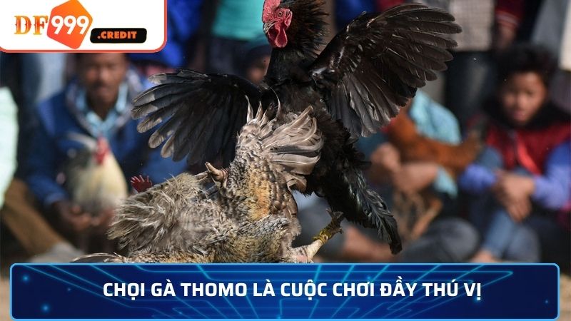 Chọi gà Thomo là cuộc chơi đầy thú vị