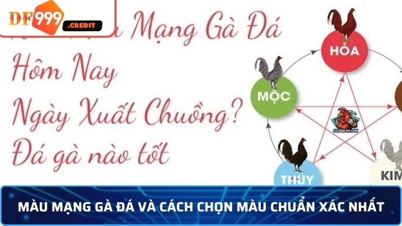 Chọn màu mạng gà đá chuẩn giúp nâng cao tỷ lệ thắng