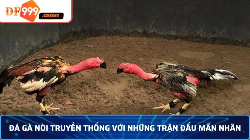 Đá gà chọi và những chiến thuật giúp bạn thắng lớn