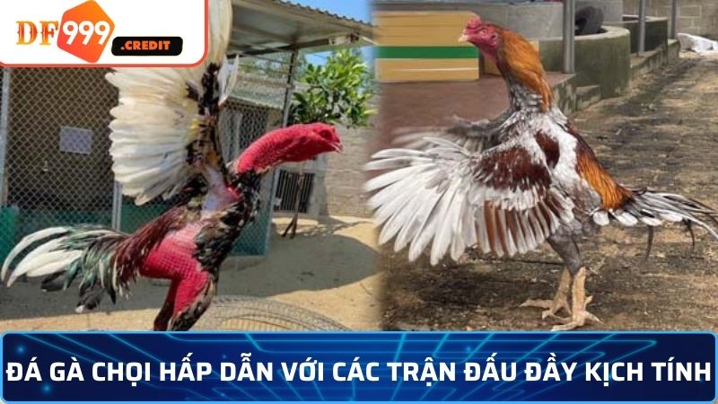 Đá Gà Chọi - Trận Chiến Khốc Liệt, Kẻ Mạnh Sẽ Lên Ngôi