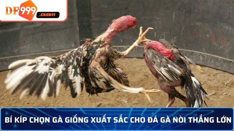 Đá gà nòi và những chiến thuật không thể bỏ qua