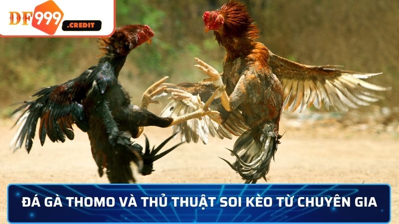 Đá gà Thomo và thủ thuật soi kèo từ chuyên gia