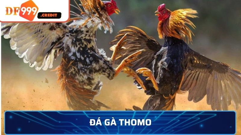 Đá Gà Thomo - Sức Nóng Từ Trường Gà Đến Df999.Credit