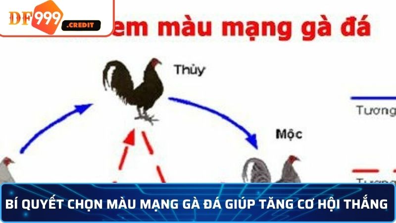 Màu mạng gà đá và những kinh nghiệm không thể bỏ qua