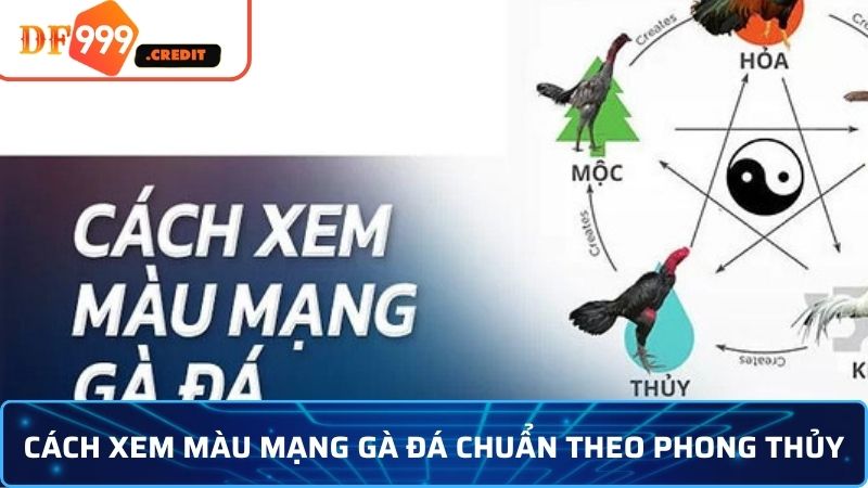 Màu Mạng Gà Đá Và Vai Trò Quan Trọng Trong Chiến Thắng