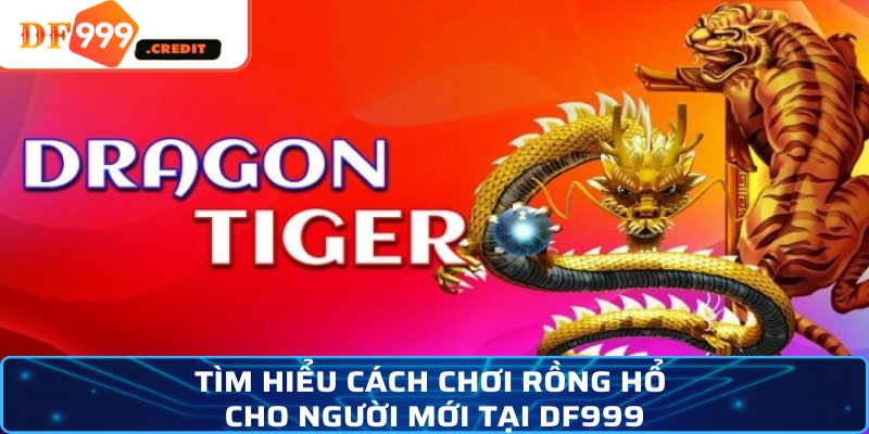 Tìm hiểu cách chơi Rồng Hổ cho người mới tại DF999