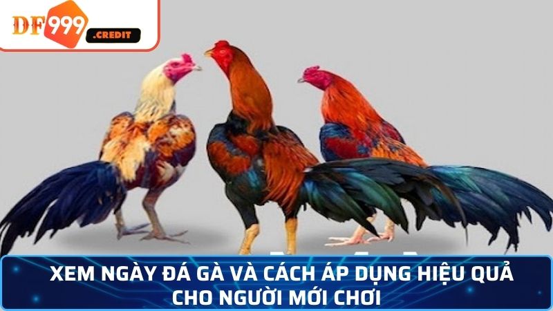 Tìm hiểu cách xem ngày đá gà giúp chiến kê luôn tự tin