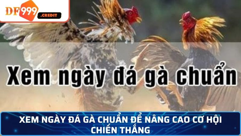 Xem Ngày Đá Gà Hợp Tuổi Và Mệnh Giúp Bạn Thắng Tuyệt Đối